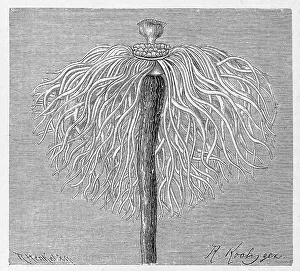Monocaulus imperator, Historical