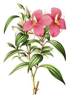 Monochoetum umbellatum, a neotropical genus of shrubs and subshrubs with about 54 species, plant and flower, digitally reworked reproduction of an original from the 19th century