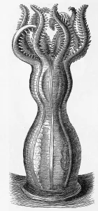 Monoxenia darwinii, Coral, Historic