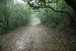Category Historic EN Prints: Monsoon, path between forest, Mahabaleshwar Mahabaleshwar