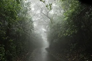 Category Historic EN Prints: Monsoon, road between forest, Mahabaleshwar Mahabaleshwar