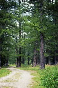 Mont Blanc forest, Val Veny, Courmayeur