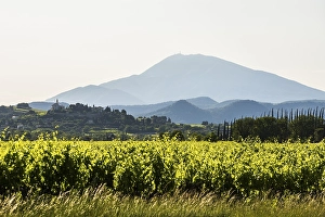 Mont Ventoux and cypress avenue