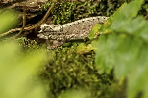 Montagne d Ambre Earth Chameleon (Brookesia desperata)