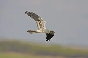 Montagu's Harrier (Circus pygargus)