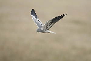 Montagu's Harrier (Circus pygargus)