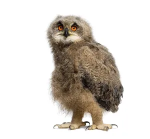 One month Eurasian Eagle-Owl chick