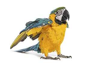 Eight month old blue and yellow macaw - ara ararauna - partially spreading its wings