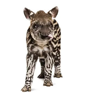Month old Brazilian tapir looking at camera in front of white background