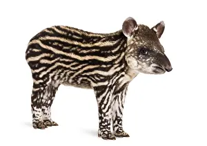 Month old Brazilian tapir standing in front of white background