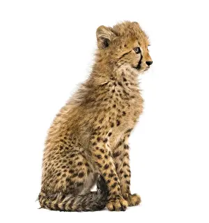 Three months old cheetah cub sitting