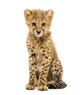 Three months old cheetah cub sitting