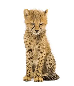 Three months old cheetah cub sitting