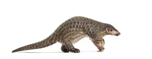 Ten months old pangopup, Chinese pangolins