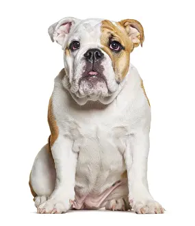Four months old puppy English Bulldog sitting and facing at the camera