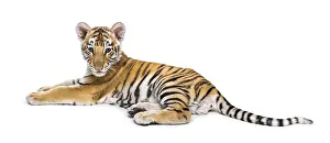 Two months old tiger cub lying against white background