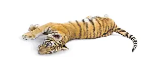 Two months old tiger cub lying against white background