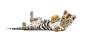 Two months old tiger cub lying against white background