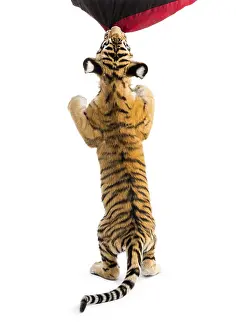 Two months old tiger cub rearing up to bite material against white background