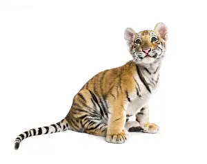 Two months old tiger cub sitting against white background