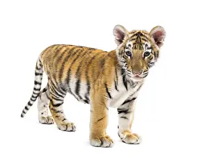 Two months old tiger cub standing against white background
