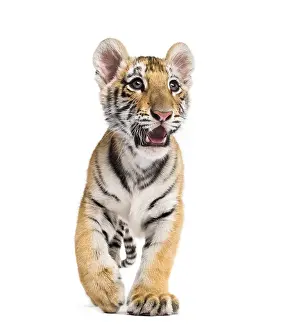 Two months old tiger cub standing against white background