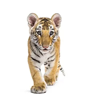 Two months old tiger cub walking against white background