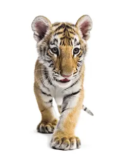 Two months old tiger cub walking against white background