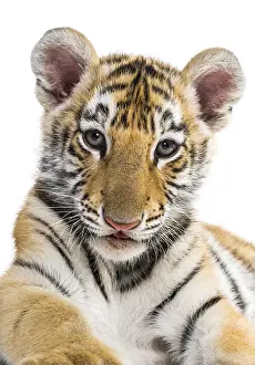 Two months old tiger cub against white background