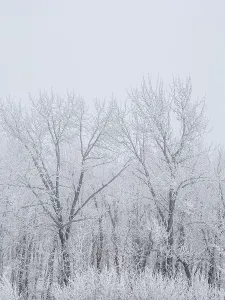 A moody winter scene with large cottonwood trees covered in hoar frost and enveloped by fog