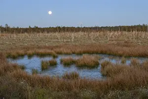 Moon over extensive moor landscape with water areas and plants