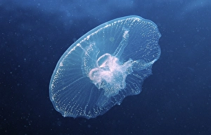 Moon Jelly (Aurelia aurita), Red Sea
