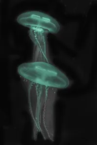 Moon Jellyfish (Aurelia aurita) in coloured light