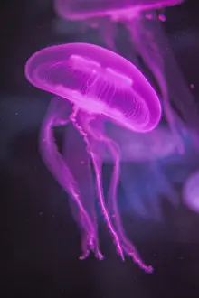 Moon Jellyfish (Aurelia aurita) in coloured light
