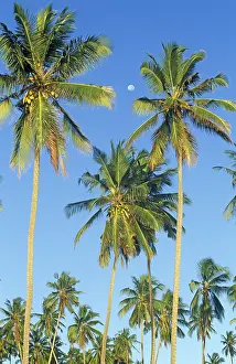 Moon and palm trees on Mikadi Beach