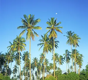 Moon and palm trees on Mikadi Beach
