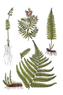 Moon rue, Botrychium lunaria (top left)