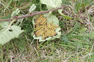 Moonbat (Phalera bucephala), caterpillars
