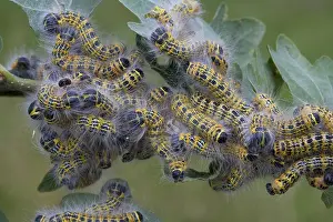 Moonbird, Moonspot, buff-tips (Phalera bucephala)