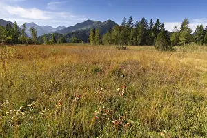 Category Mountain Landscapes Prints: Moor in autumn, moor pond near Oberstdorf