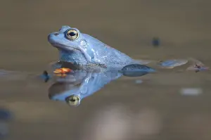 Moor Frog (Rana arvalis) male in spawning pond