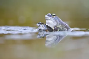 Moor frogs (Rana arvalis), two males