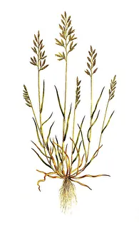Moor grass (Catapodium rigidum) or common stiff-grass