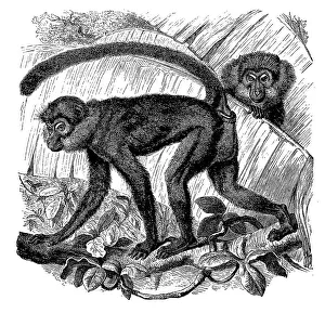 Moor monkey, Ethiopian green monkey