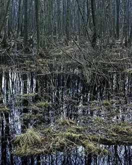 Moor near Schwerin, Mecklenburg-Western Pomerania
