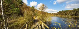 Moor path, wooden footbridge, planked path through the moor in autumn