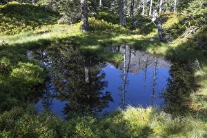 Category Mountain Landscapes Prints: Moor pond on the nature adventure trail through the Rauris primeval forest