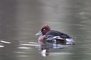 Moorente, Aythya nyroca, Ferruginous Duck