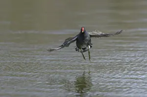 Moorhen (Gallinula chloropus)