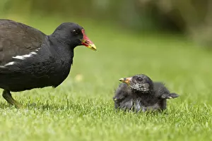 Moorhen (Gallinula chloropus) adult parent bird and juvenile baby bird on a grass lawn